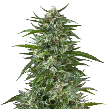 plante de cannabis Aspirin OG