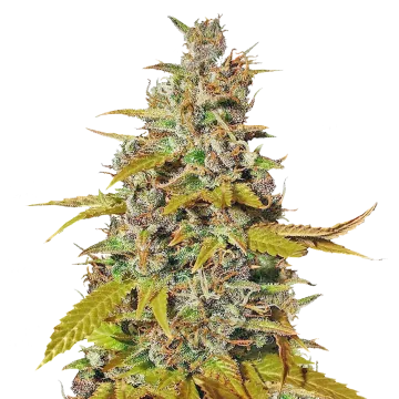 plante de cannabis Australian Gold
