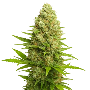 plante de cannabis Banana Kush Auto