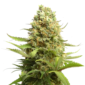 plante de cannabis Banana Kush