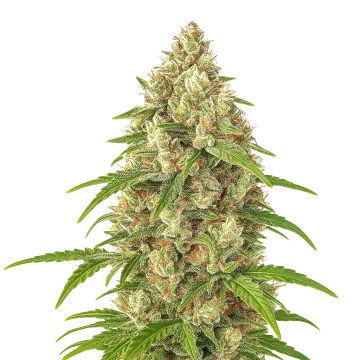 Banana Zkittlez Auto