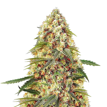 plante de cannabis Banana Zkittlez