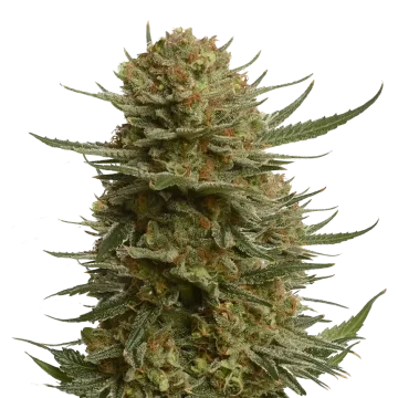 plante de cannabis Berner's Cookies