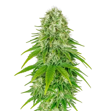 plante de cannabis Big Bud Auto