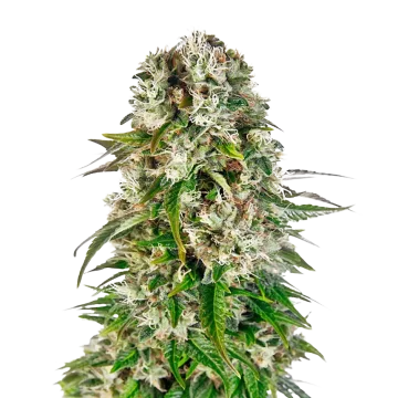 plante de cannabis Big Bud