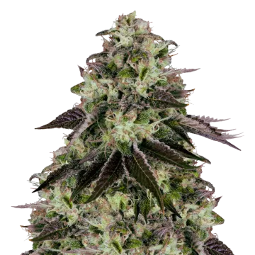 plante de cannabis Biscotti