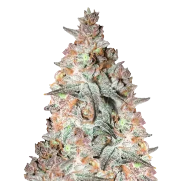 plante de cannabis Black Cherry Soda