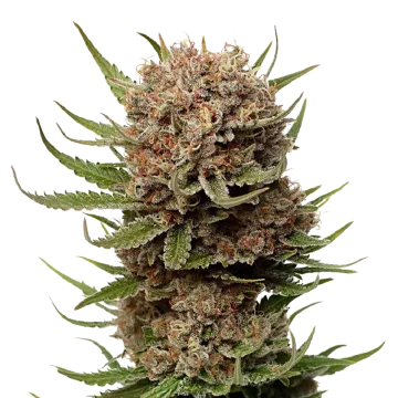 plante de cannabis Black Domina