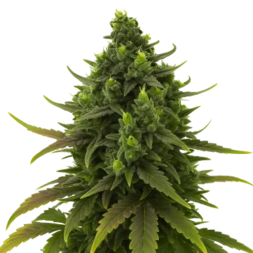 plante de cannabis Black Jack Auto