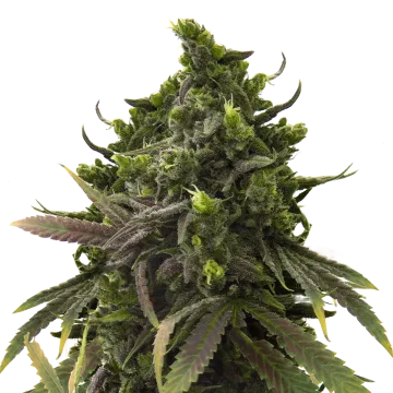 plante de cannabis Black Jack