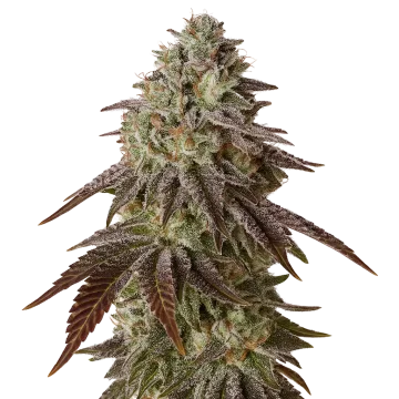 plante de cannabis Black Runtz Auto