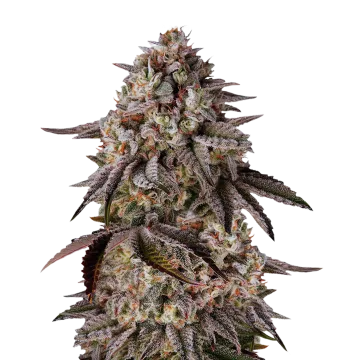 plante de cannabis Black Runtz