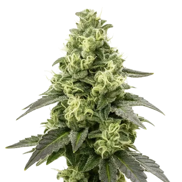 plante de cannabis Black Widow Auto