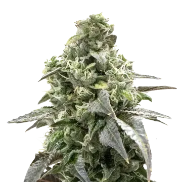 plante de cannabis Black Widow