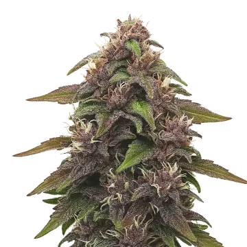 plante de cannabis Blackberry Kush Auto
