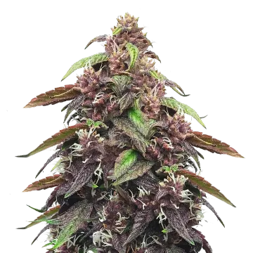 plante de cannabis Blackberry Kush