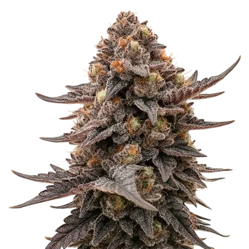 plante de cannabis Blackberry Moonrocks Auto