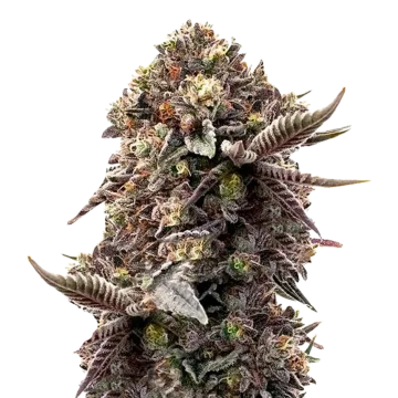 plante de cannabis Blackberry Moonrocks