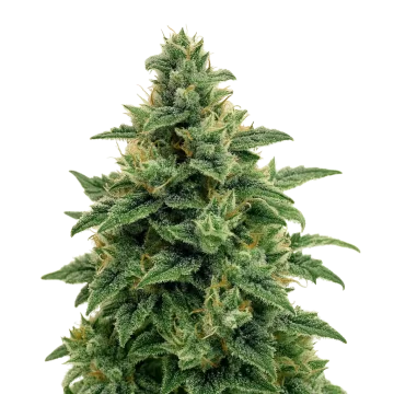 plante de cannabis Blue Amnesia Auto