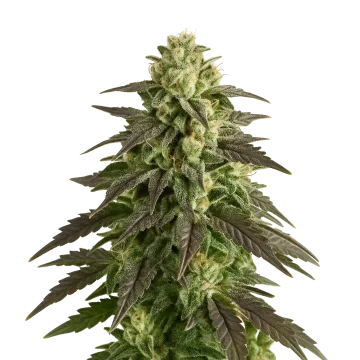 plante de cannabis Blue Cheese Auto