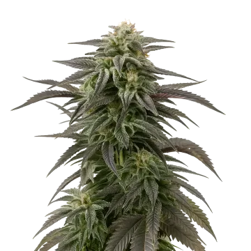 plante de cannabis Blue Cheese
