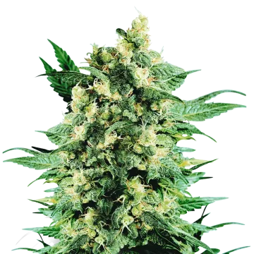 plante de cannabis Blue Cookies
