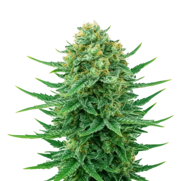 plante de cannabis Blue Dream Auto