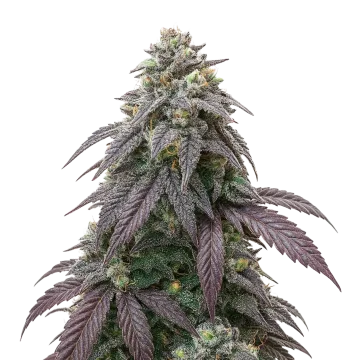 plante de cannabis Blue Zushi