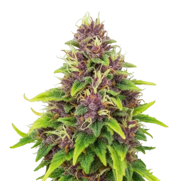 plante de cannabis Blueberry Auto