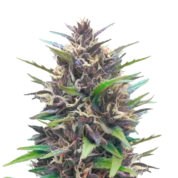 plante de cannabis Blueberry CBD