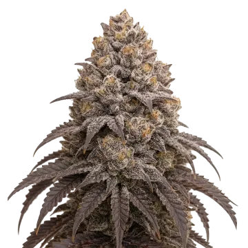 plante de cannabis Blueberry Kush