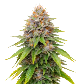 Blueberry Muffin