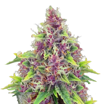 plante de cannabis Blueberry