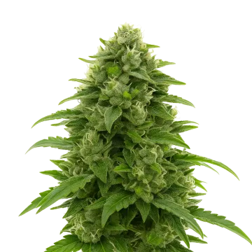 plante de cannabis Bruce Banner Auto