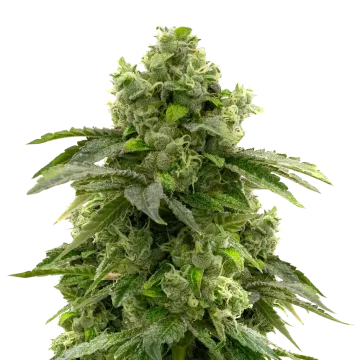 plante de cannabis Bruce Banner