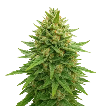 plante de cannabis Bubba Kush Auto