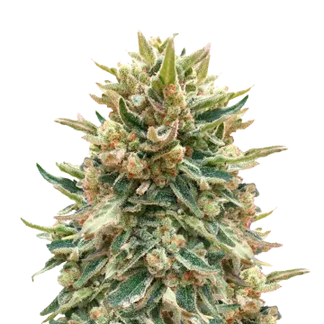 plante de cannabis Bubba Kush