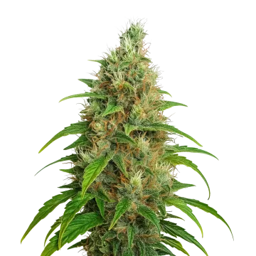 plante de cannabis Bubblegum Auto
