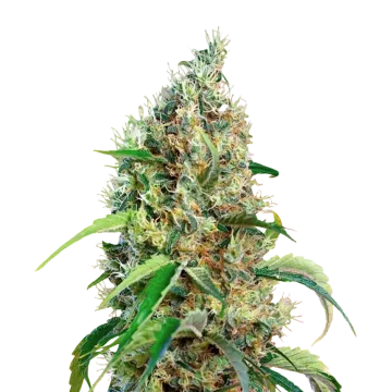 plante de cannabis Bubblegum