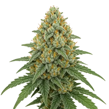plante de cannabis Bubblegum Sherbet Auto