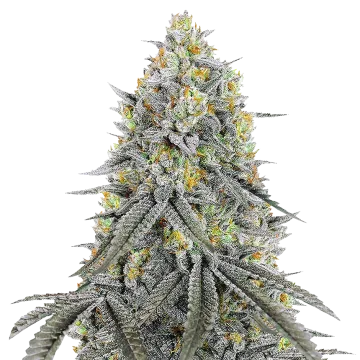 plante de cannabis Bubblegum Sherbet