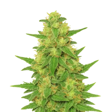 plante de cannabis C. Banana Auto
