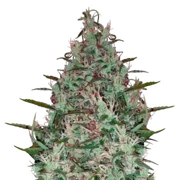 plante de cannabis Canadian Haze
