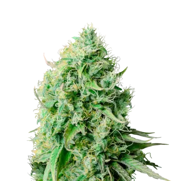 plante de cannabis Cannatonic