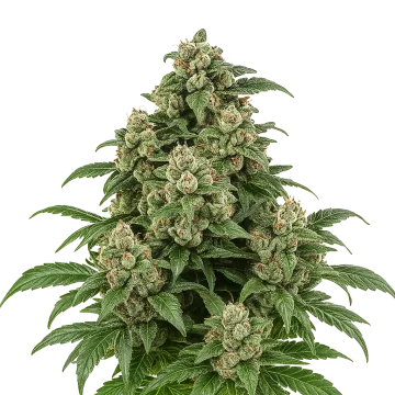 plante de cannabis Cap Junky Auto