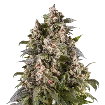 plante de cannabis Cap Junky
