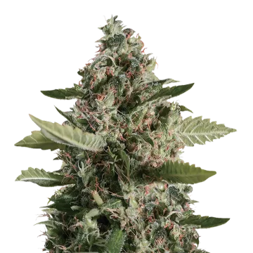 plante de cannabis CBD Candida