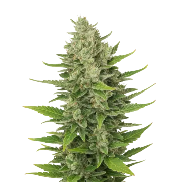 plante de cannabis CBD Critical Mass Auto