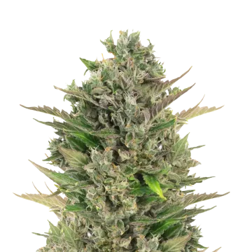 plante de cannabis CBD Critical Mass