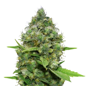 plante de cannabis Diesel CBD